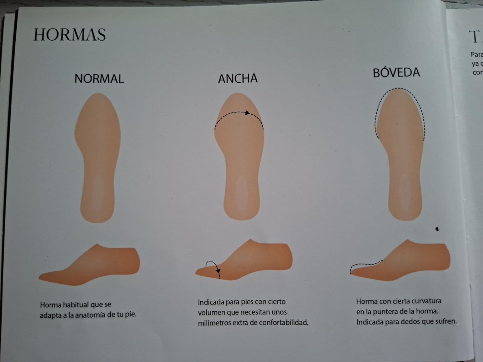 Original-Katalogabbildung von Begoña Cervera: Leisten Normal, Ancha und Bóveda aus Draufsicht und Seitenansicht
