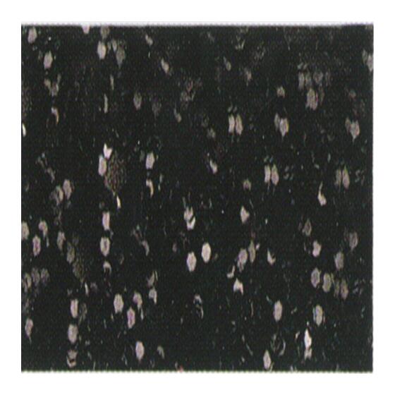 glitter schwarz
