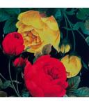 red-yellow flowers (ET447)