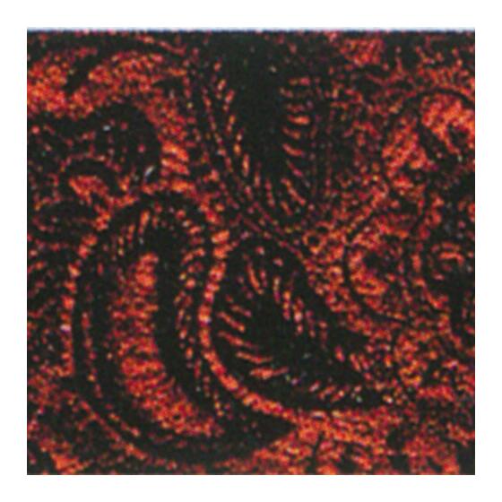 cachemir